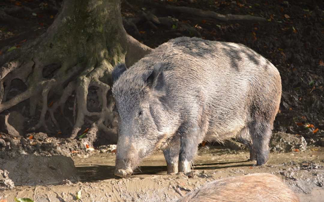 Chinese Animal forecasts for 2019 year of the Earth Boar